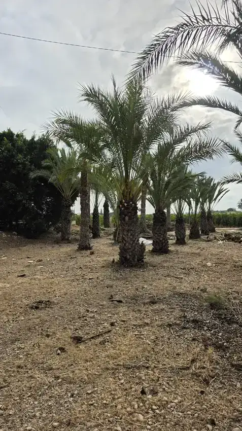 Terreno desbrozado y palmeras saneadas en Elche