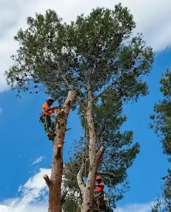 Tala de palmera con maquinaria en Elche – Ramas Talas y Podas