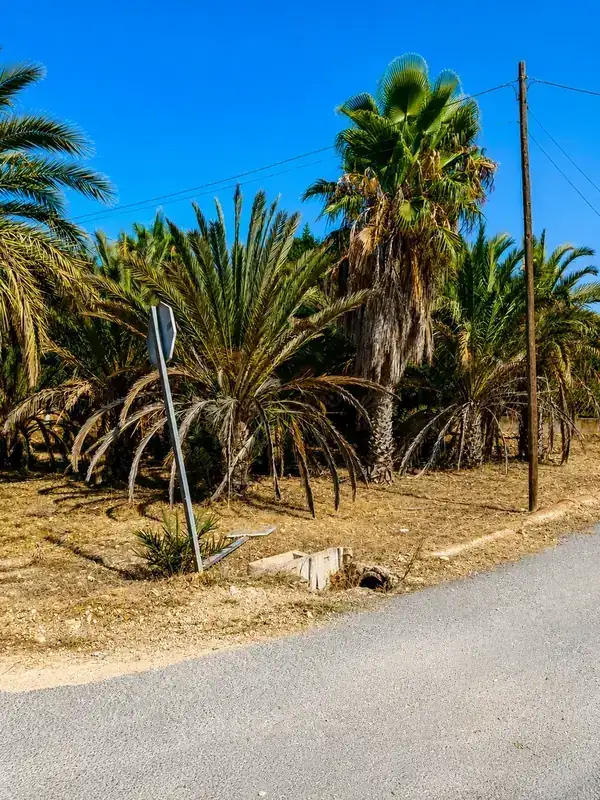 Antes del desbroce de parcela con palmeras en Las Bayas, Elche