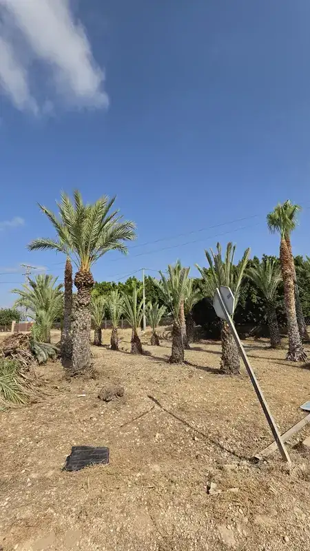 Resultado final de desbroce y poda de palmeras en Elche