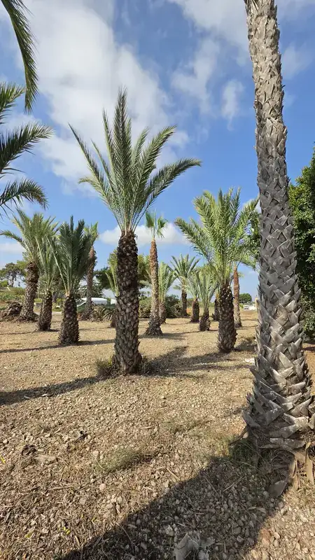 Palmeras podadas y terreno desbrozado en Las Bayas, Elche