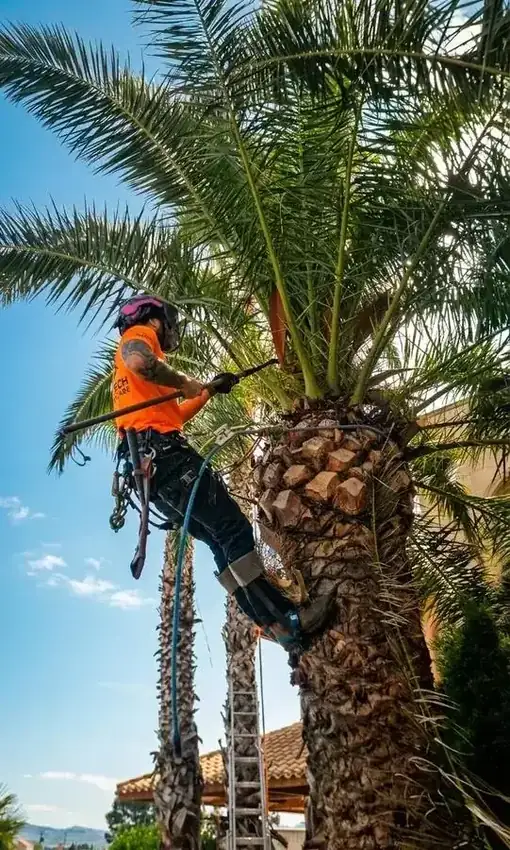Tala de árbol con grúa en Alicante – empresa especializada en trabajos en altura