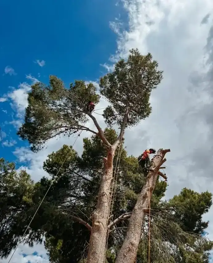 Equipo Ramas realizando tala de árboles en la provincia de Alicante