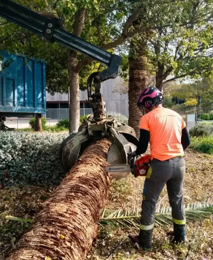 Tala de palmera con maquinaria en Murcia