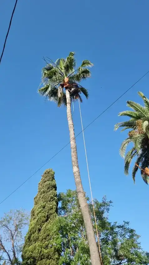 Antes de la poda de palmera en Villafranqueza, Alicante
