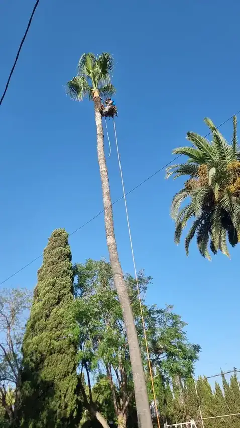 Después de la poda de palmera en Villafranqueza, Alicante, resultado final