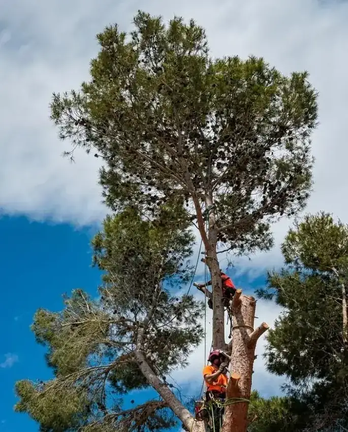 Trabajos de arboricultura en pinos altos en Sax, Alicante