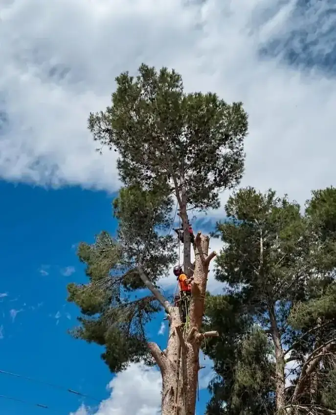 Tala de árbol en altura con cuerdas en Sax, Alicante