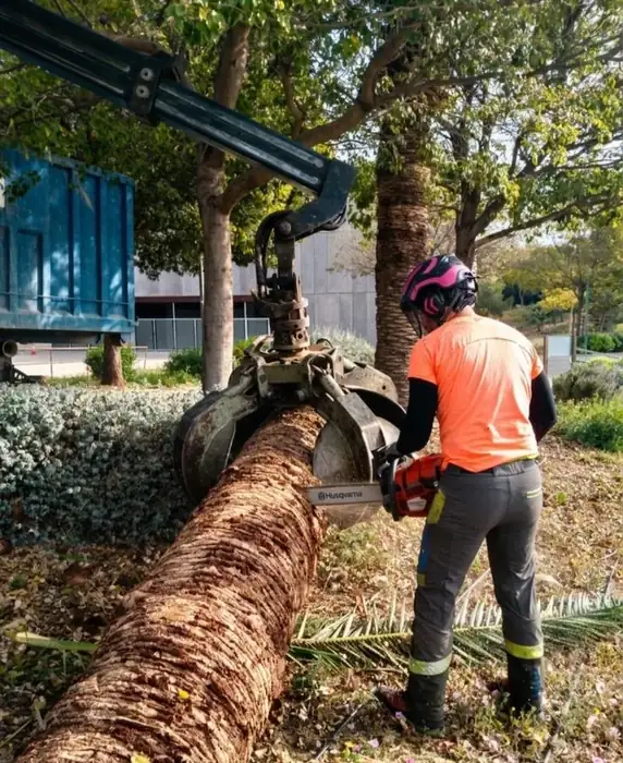 Tala de palmera con maquinaria en Murcia — Ramas Talas y Podas