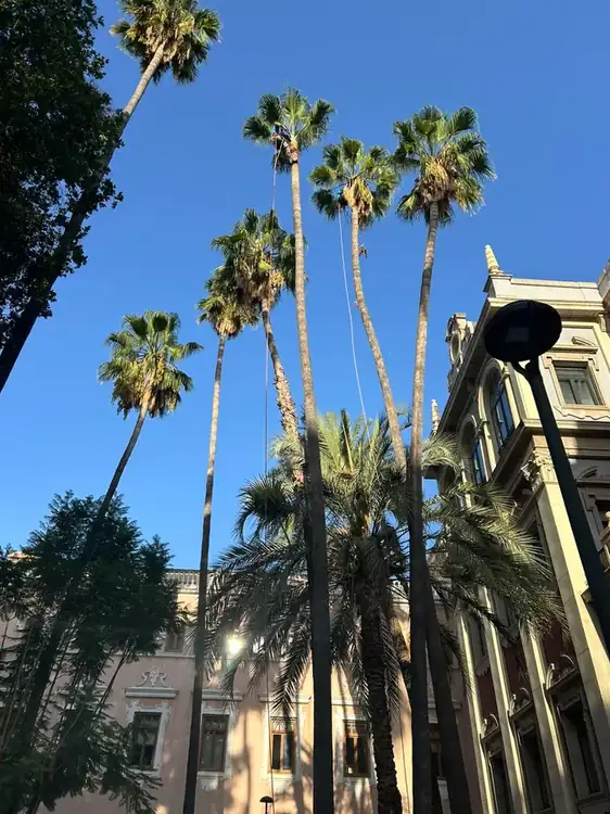 Poda de palmeras en altura en Murcia junto a edificio histórico