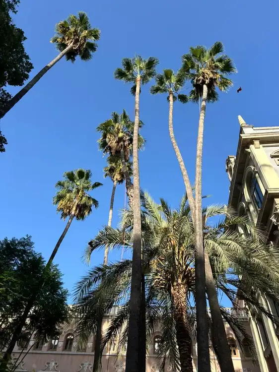 Palmeras Washingtonia podadas en Murcia