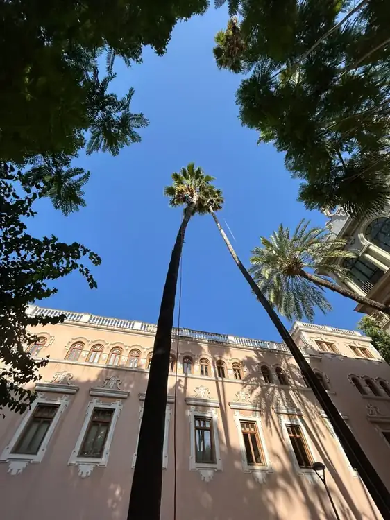 Poda de palmeras junto a edificio patrimonial en Murcia