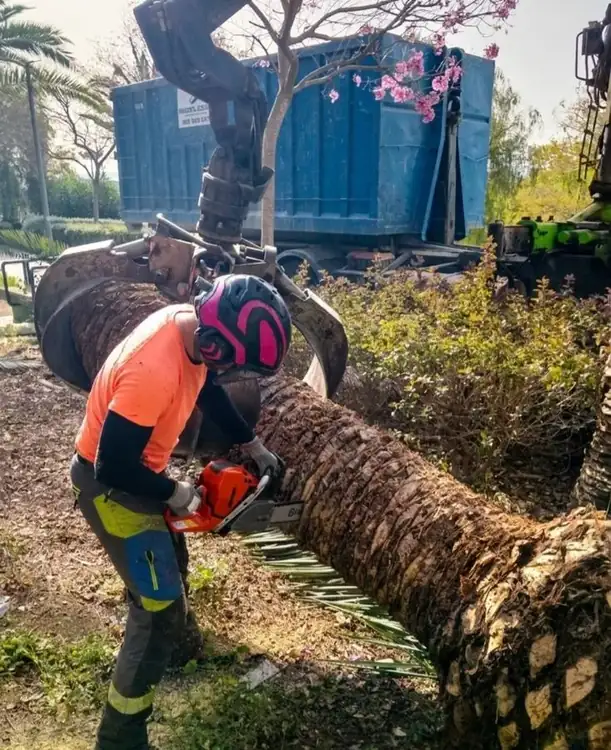 Tala de palmera con motosierra en Murcia