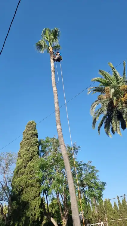Después de la poda de palmera en Villafranqueza, Elche